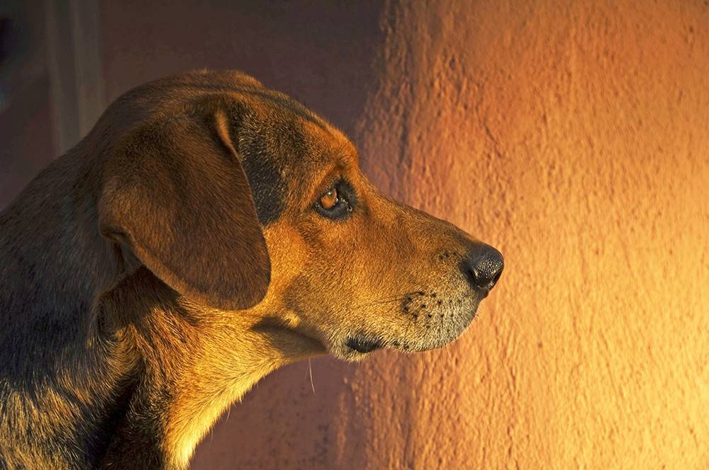 12 пород собак сочли опасными для россиян