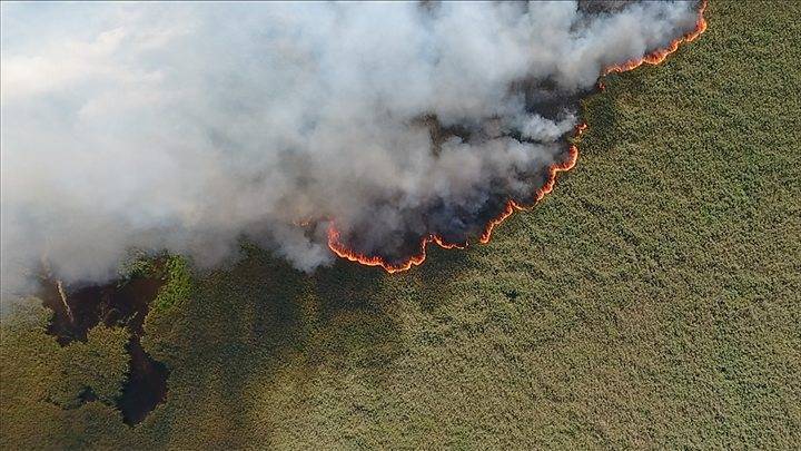 Почти полмиллиона россиян подписали петицию с требованием спасти от пожаров