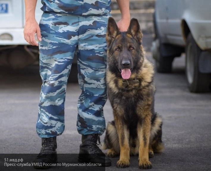 Медведев утвердил постановление правительства с перечнем потенциально опасных собак