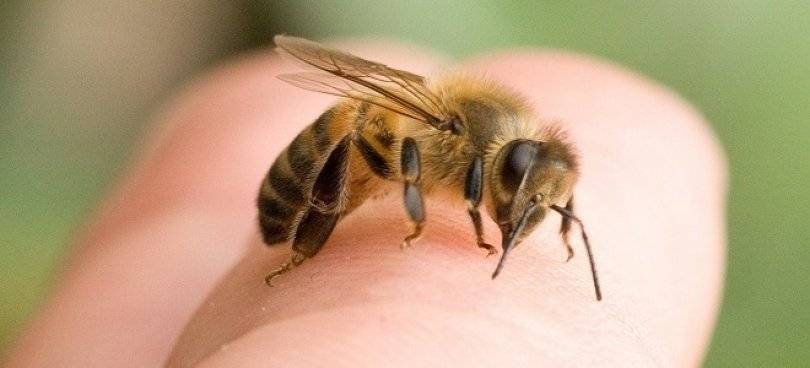В Башкирии полицейский умер от укуса пчелы