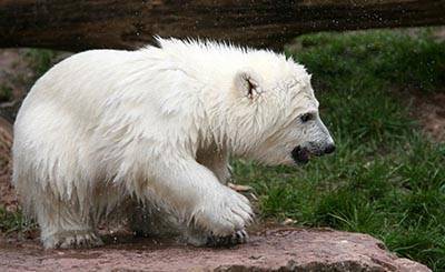 Организация по защите прав животных Peta призывает отвезти белых медведей из немецких зоопарков на север | RusVerlag.de