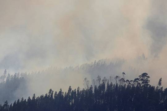 В МЧС опровергли бессмысленность тушения лесных пожаров