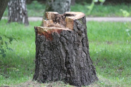 Почти 200 деревьев вырубят в Нижегородском районе