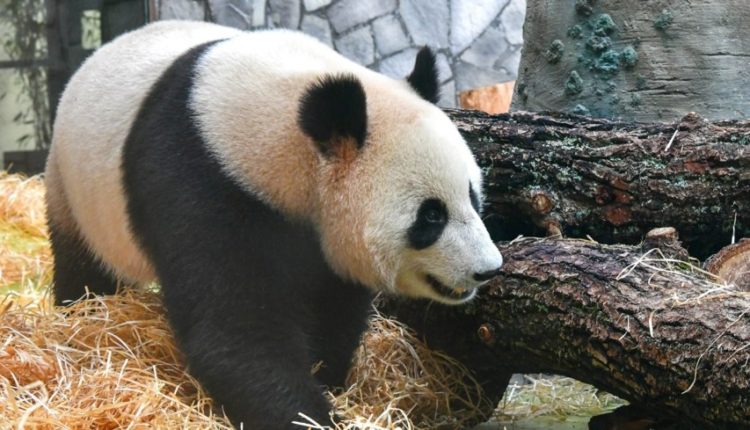 Черно-белая жизнь: панды Диндин и Жуи отмечают день рождения