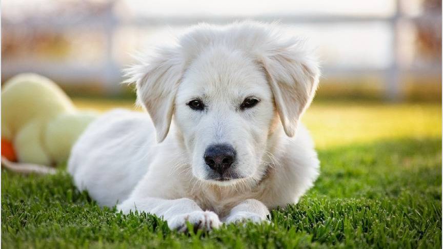 В России утвердили список потенциально опасных пород собак