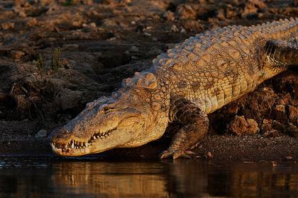 Трехметровый крокодил спрятался от ливня в доме и вызвал панику
