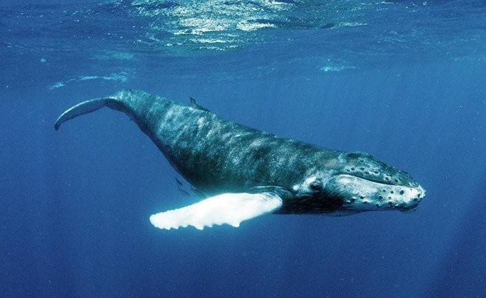 China Daily: киты оказались заложниками японской политики