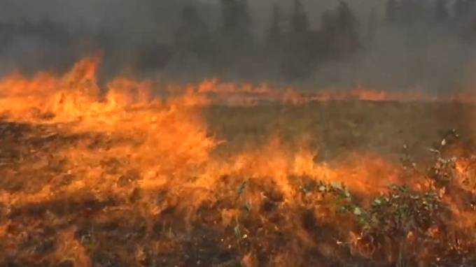 Минприроды поручило Рослесхозу пересмотреть границы зон контроля лесных пожаров