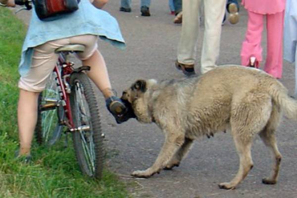 В России ввели список опасных пород собак
