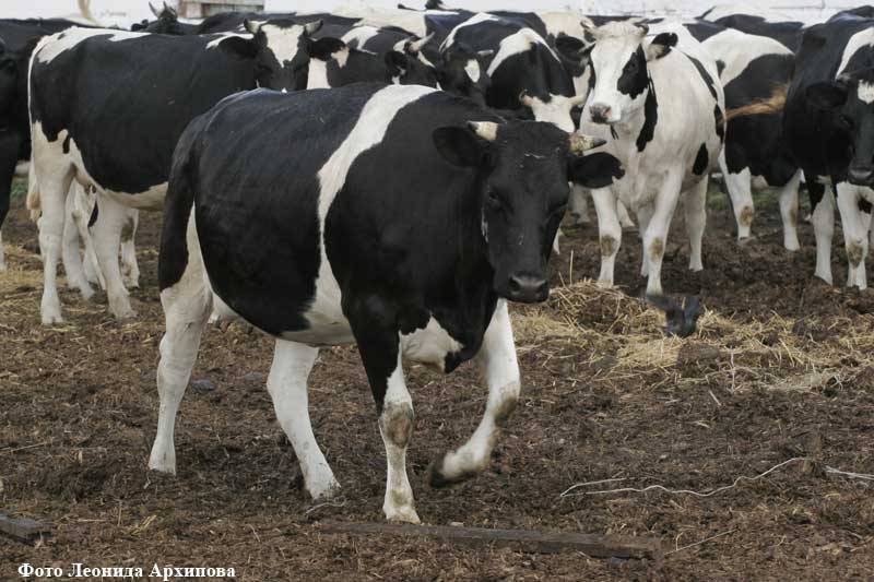 В Курганской области «воскресли» убитые коровы