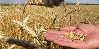 В Орловской области намолочено 800 тысяч тонн зерна