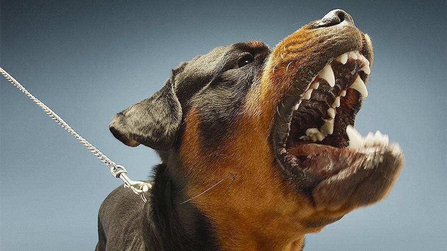 Российская кинологическая федерация оценила список потенциально опасных собак