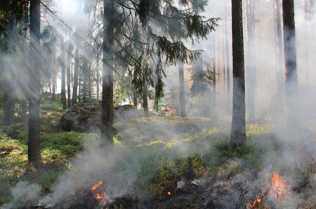 Из-за лесных пожаров в четырех регионах России объявлен режим ЧС