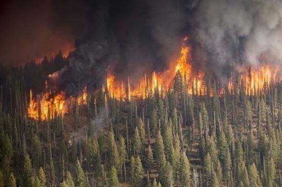 Кобылкин назвал основную причину лесных пожаров в Сибири