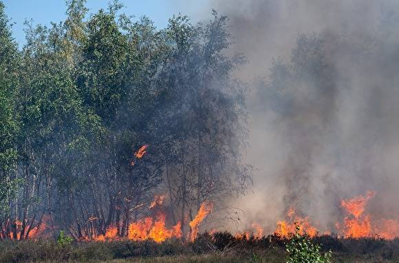 Россия может остаться без промыслового леса из-за пожаров