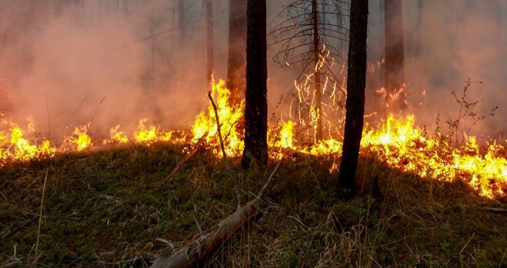 Режим ЧС введен в Сибири из-за лесных пожаров