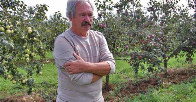 Пять лет назад Лукашенко заявил, что Беларусь уйдет от импорта яблок. Почему этого не произошло?