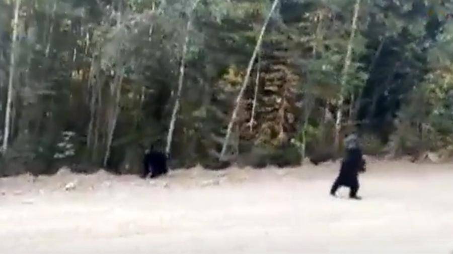Спасающиеся от пожара медведи в Красноярском крае начали выходить из тайги