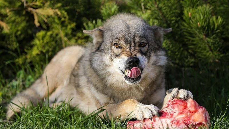 Медведев утвердил перечень опасных пород собак