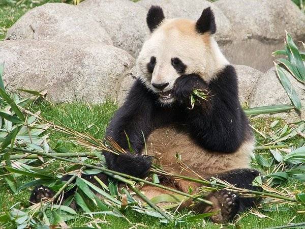 Московский зоопарк впервые в своей истории отметит день рождения панд