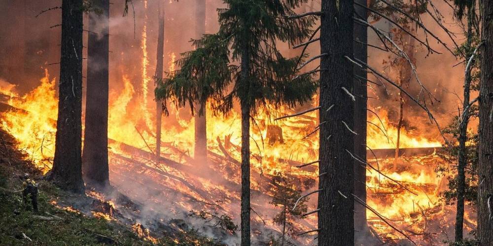 Медведев потребовал от губернаторов заняться тушением лесных пожаров