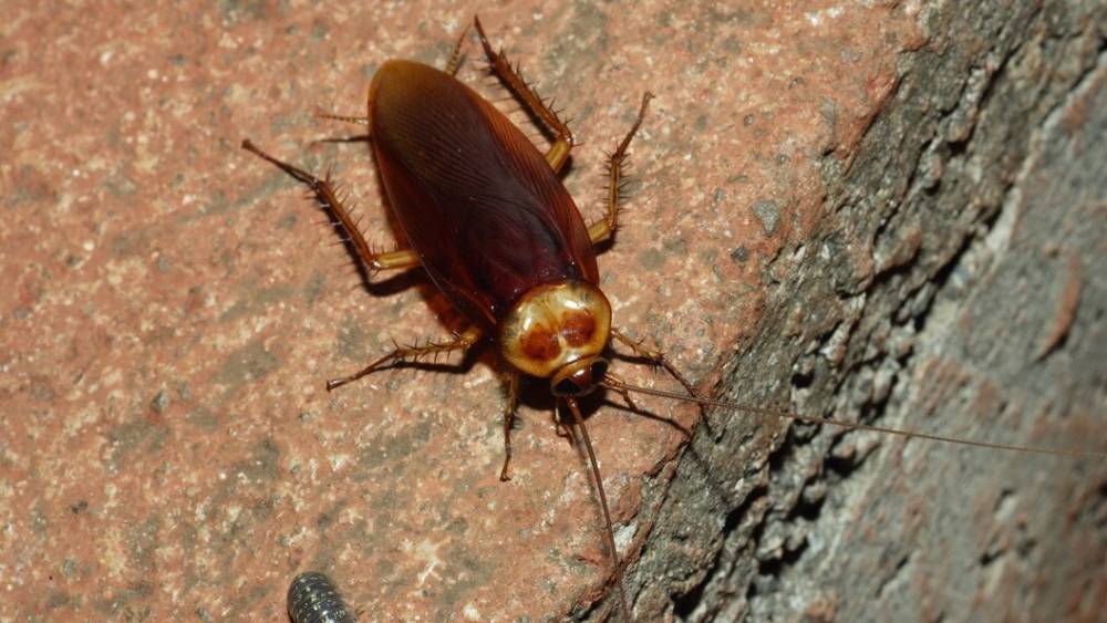 Гигантские американские тараканы завоевывают улицы Сочи - нацпарк