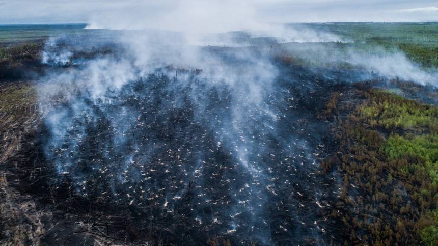 Видео: Россия из-за пожаров может потерять промысловый лес