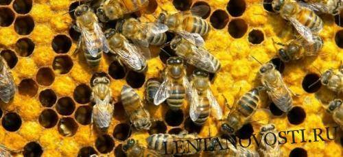 Потери российской экономики от гибели пчел могут составить 1 трлн руб