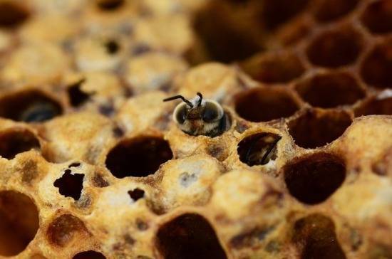 В России погибло около 40 тысяч пчелосемей