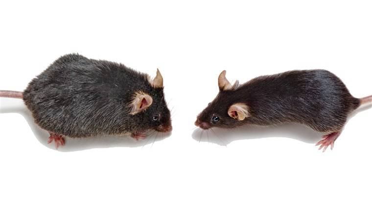 Ученые сумели продлить срок жизни старым крысам за счет крови молодых