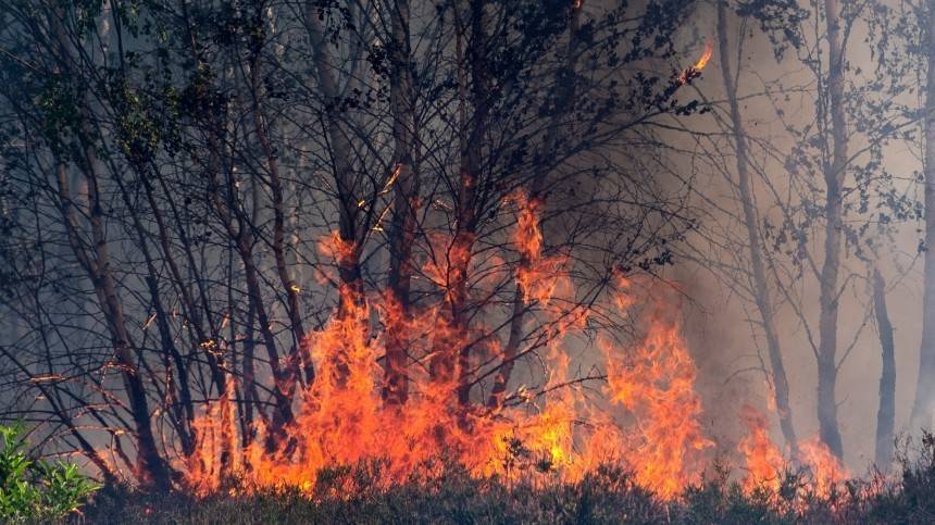 Видео: Режим ЧС ввели в пяти регионах РФ из-за лесных пожаров