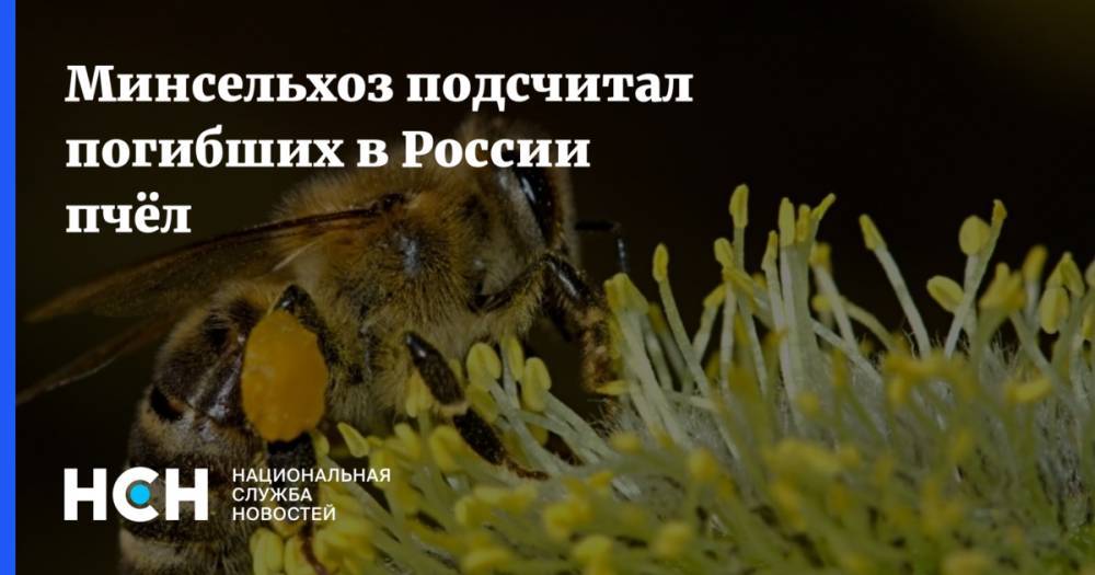 Минсельхоз подсчитал погибших в России пчёл