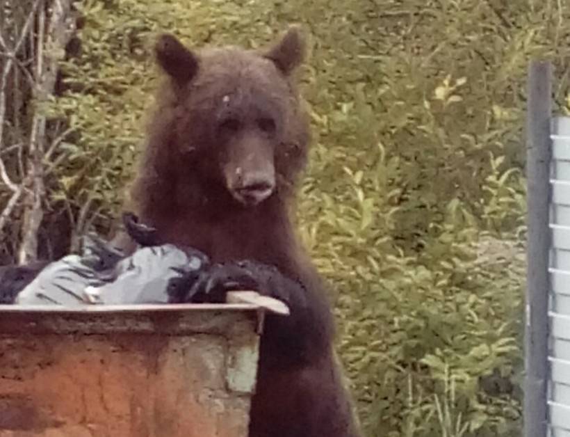 Жителей поселка на севере Бурятии атаковали медведи