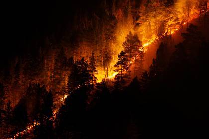 В Совфеде предложили пересмотреть принцип тушения лесных пожаров