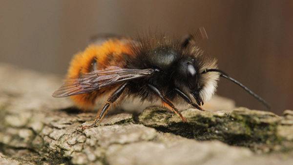 В Минсельхозе предположили причину массовой гибели пчел — Информационное Агентство "365 дней"