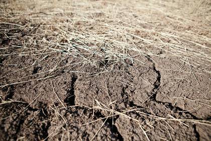 В российском регионе ввели режим ЧС из-за сильной засухи