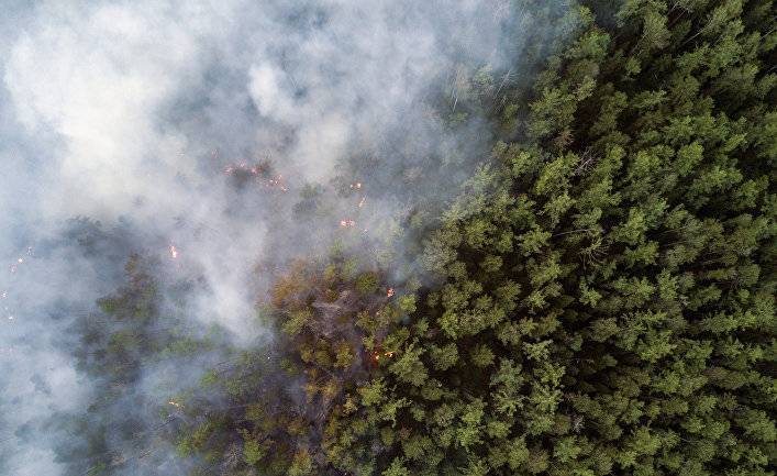 Greenpeace: лесные пожары в Сибири ускоряют глобальное потепление (Yle, Финляндия)