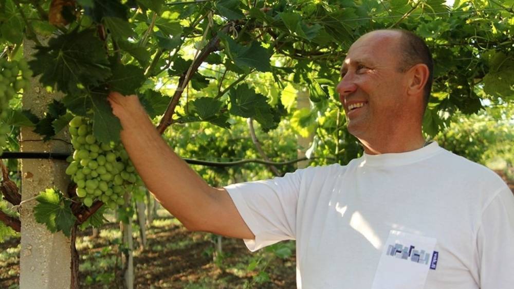 В Крыму просят ввести квоту на ввоз столового винограда в Россию