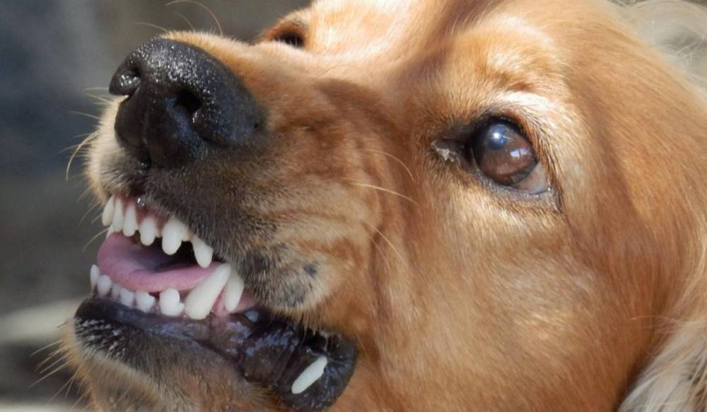 Правительство РФ утвердило список потенциально опасных пород собак