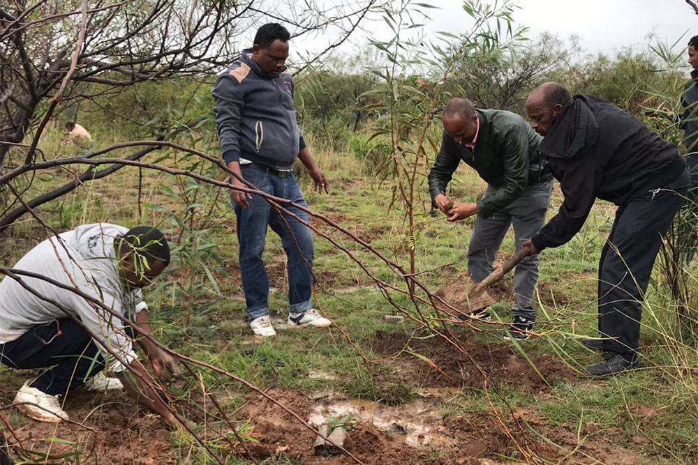Власти Эфиопии заявили, что в стране посадили 350 млн деревьев за 12 часов