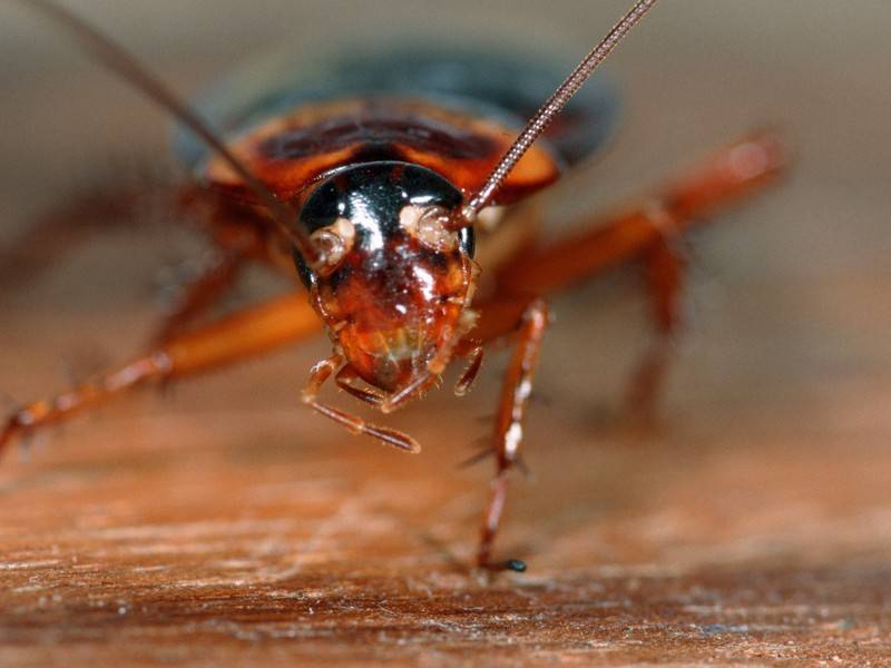 Огромные летающие тараканы появились в Сочи