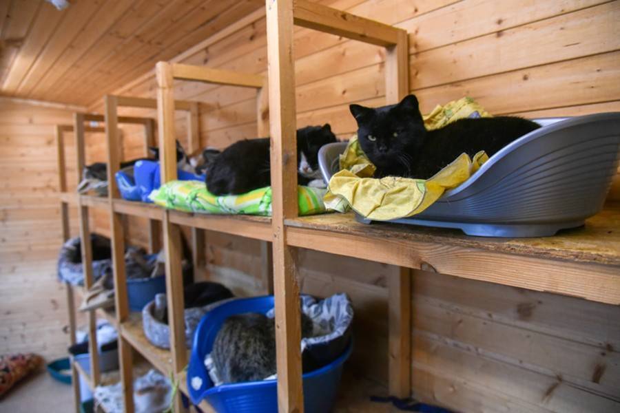 Законопроект о передаче бесхозных животных в приюты внесли в Госдуму