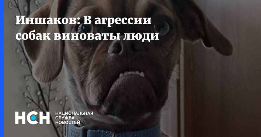 Иншаков: В агрессии собак виноваты люди