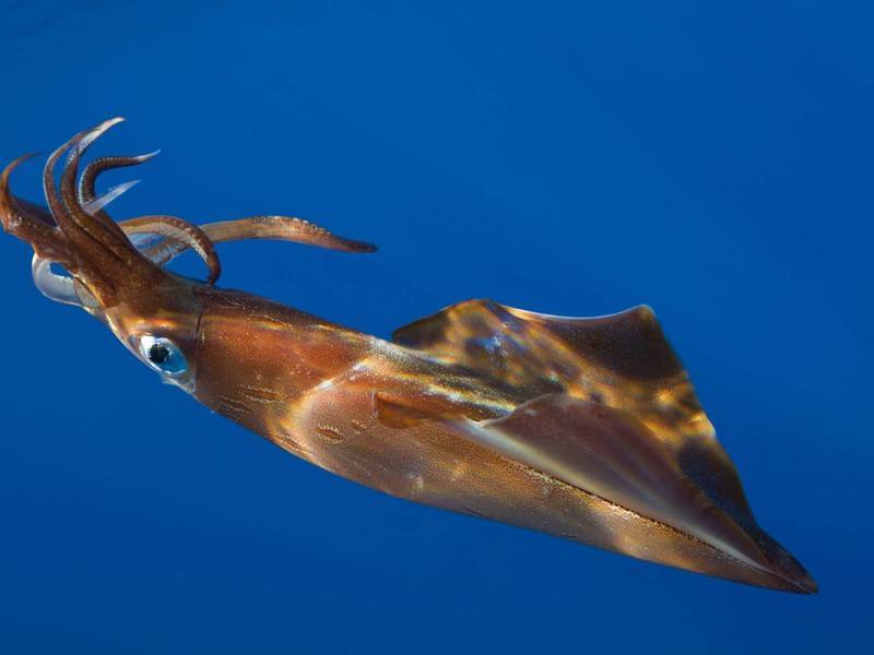 Глубоководный длиннохвостый кальмар впервые попал на видео