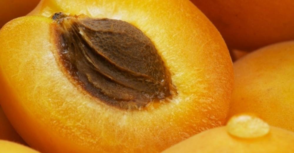 Польза абрикосовых косточек, которую невозможно переоценить - factsinter.com - Китай - Египет