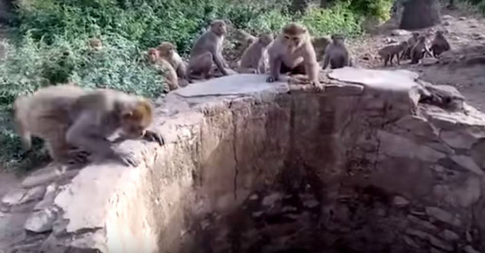 Самое трогательное видео спасения леопарда семьей обезьян