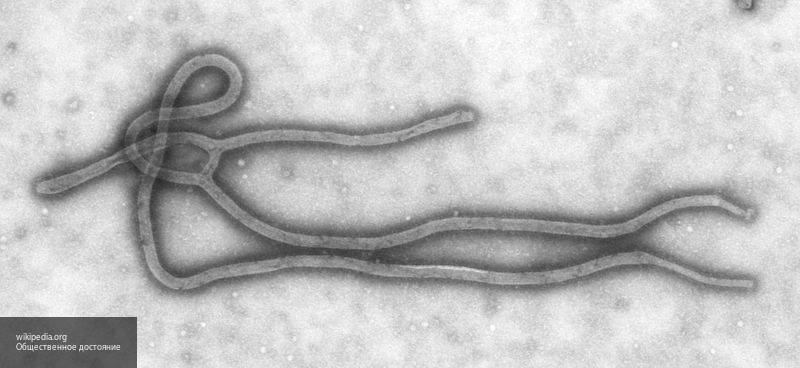 Власти ЦАР признали бессилие перед проникновением вируса Эболы в Африку