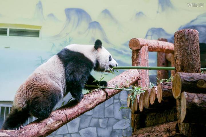 Панды Диндин и Жуи привыкли к наружному вольеру Московского зоопарка