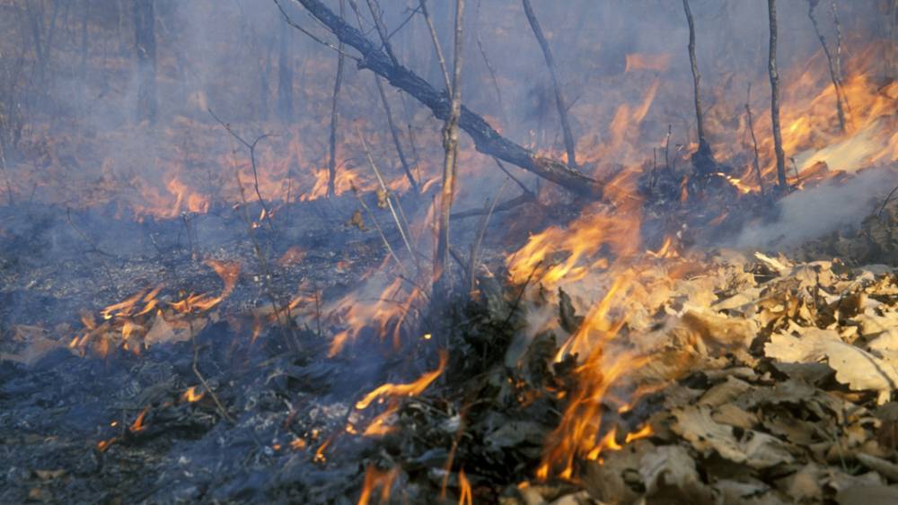 Почти 800 тысяч человек подписали петицию о введении пожарного режима ЧС в Сибири