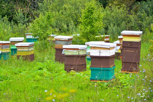 Лужков назвал возможные причины массовой гибели пчел в России